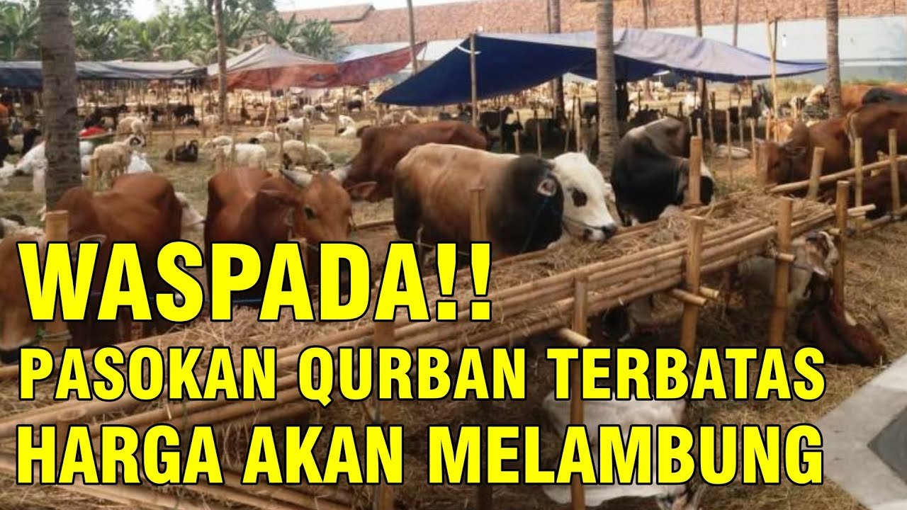 
                                 Pasokan-Sapi-Qurban-2022-Terbatas-Akibat-PMK